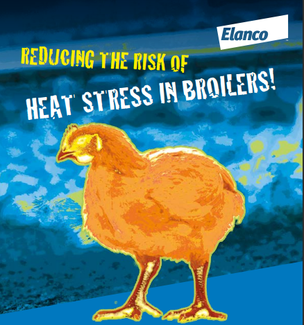 Reducing Heat Stress in Broilers image