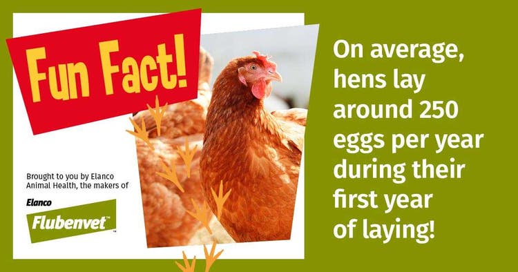 Chicken Social Posts Fun Fact