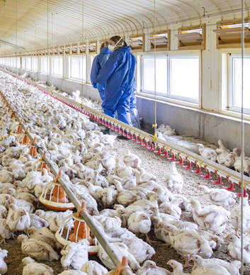 Lou and Nic broiler image