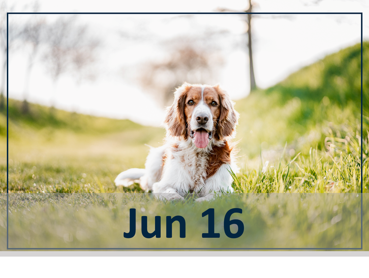 Practical Pruritus Making the Right Drug Choice for Dogs in Everyday Practice webinar header image
