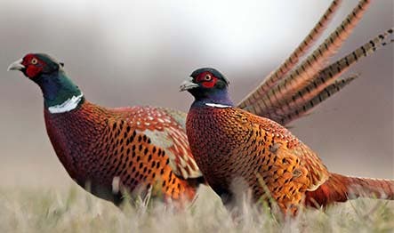 The use of deworming treatments in gamebirds