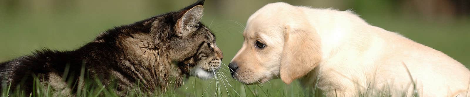 Friendly cat and dog