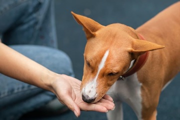cachorro comendo na mão