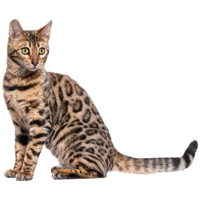猫ちゃんの画像