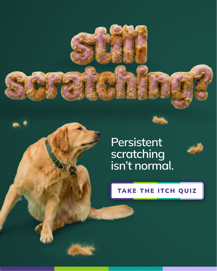 Still scratching social media post with an itchy dog 