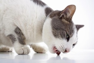gato comendo ração