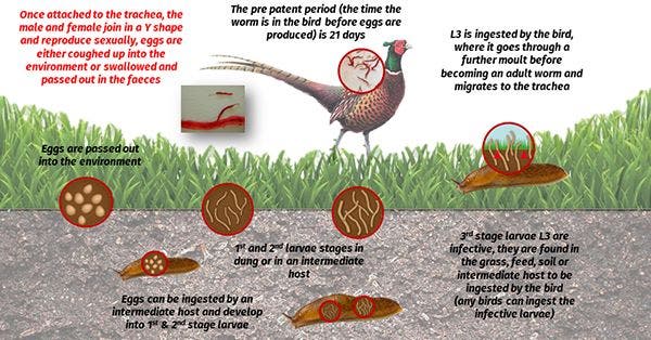 Gapeworm Lifecycle Image