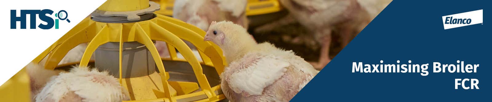 Maximising Broiler FCR banner