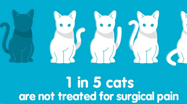 ONSIOR® for Cats | Treat postoperative pain