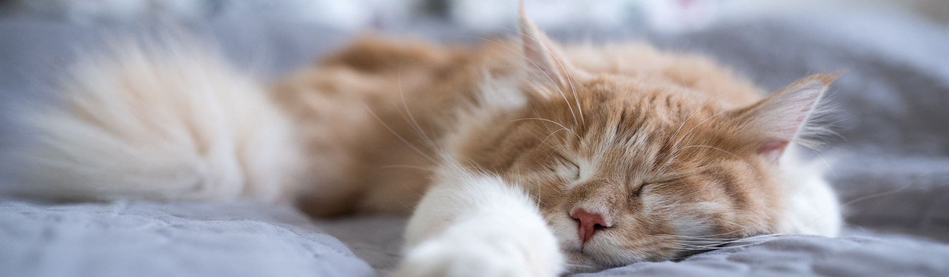 Cat asleep on a blanket