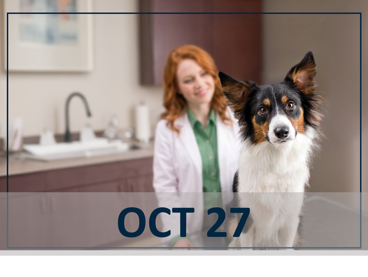 Hot Topics in Canine Infectious Diseases webinar header