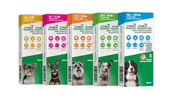 Five weight-coded boxes of Credelio Quattro and Credelio Quattro-CA1 for dogs. The color-coded packaging (yellow, pink, orange, green, and blue) covers various canine weight classes and features photos of different dog breeds.