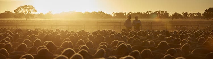 Farmers in a field with sheep