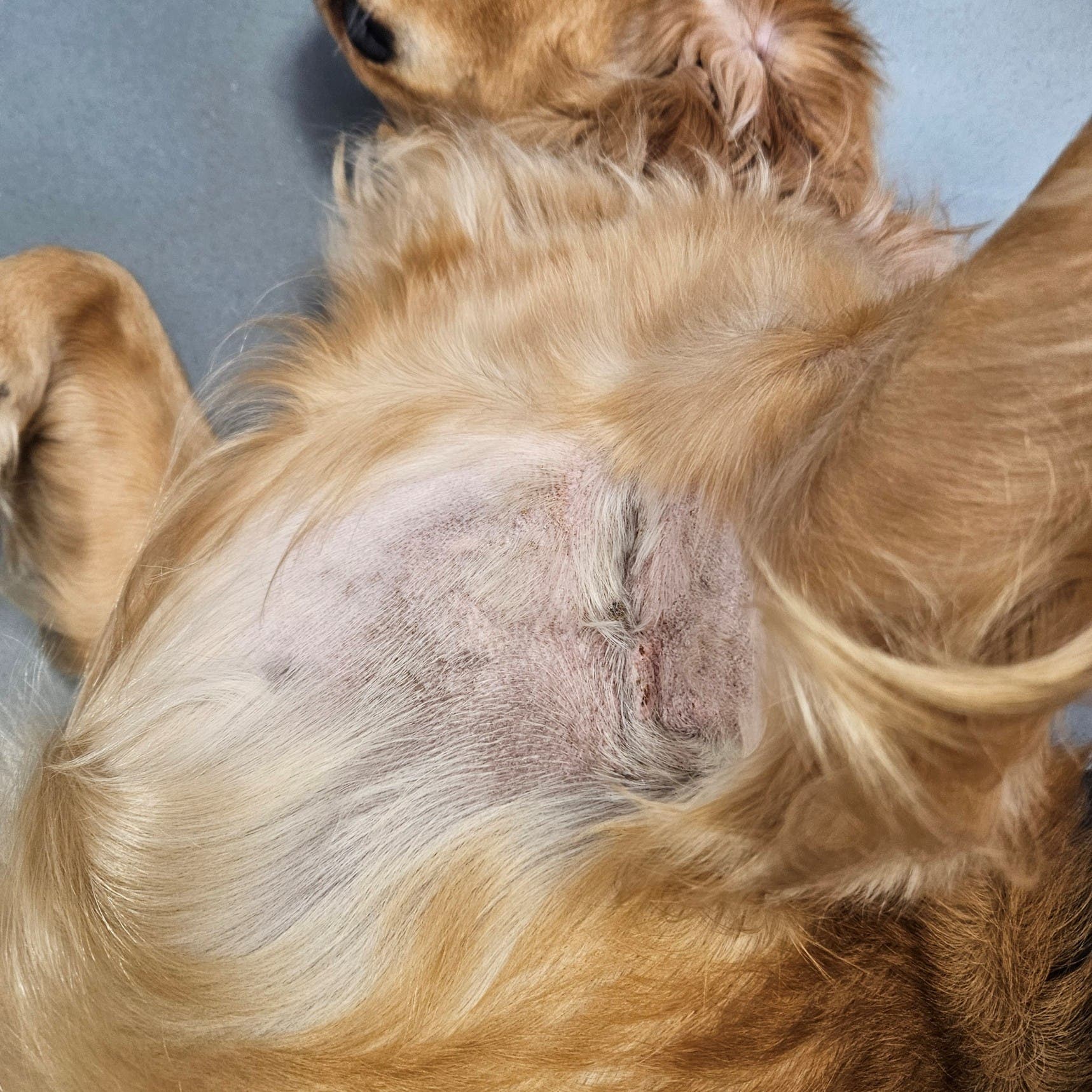 Wyn after photo - showing a dog with improved skin condition.