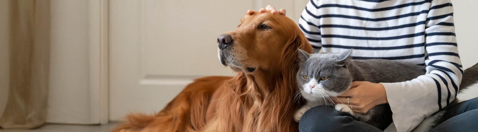 Image chien chat