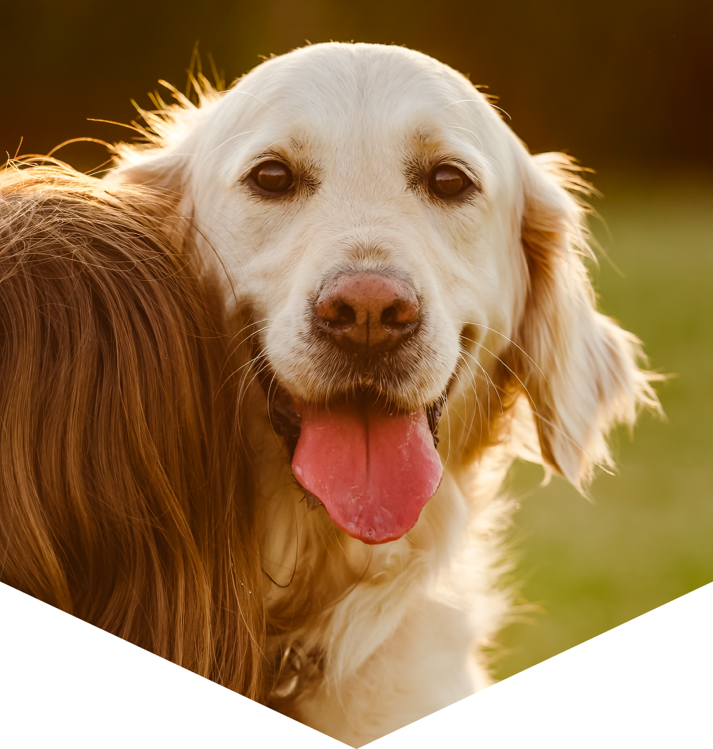 Cachorro feliz no colo