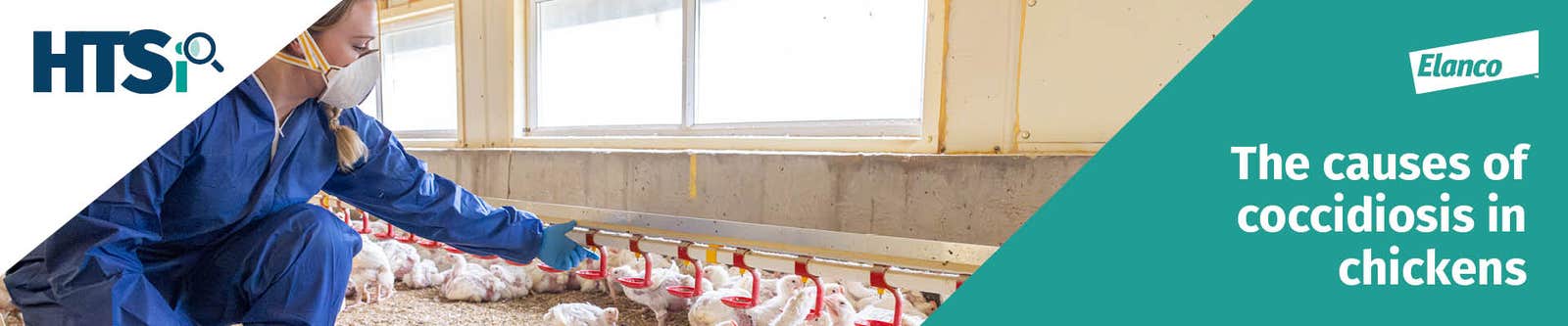 The causes of coccidiosis in chickens banner
