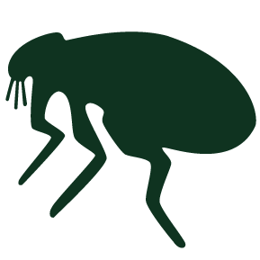 Credelio Cat Flea