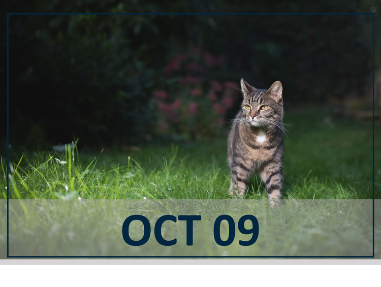 Flea the scene webinar october 9th with cat in grass