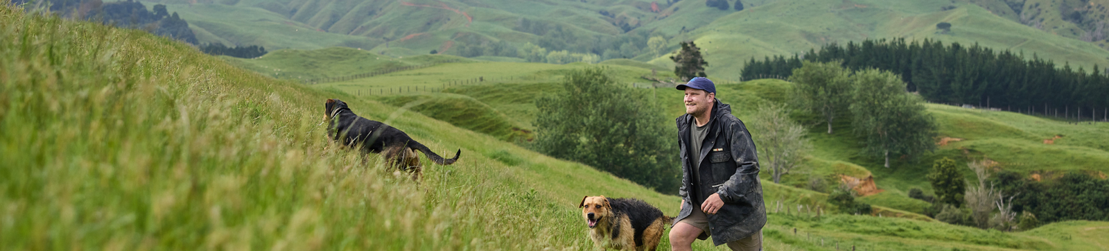 Man walking up a hill with two dogs