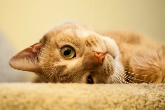 gato deitado no tapete