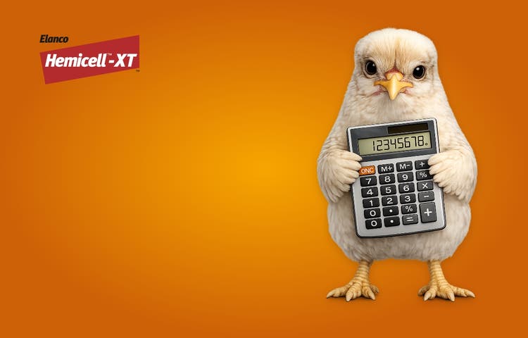 Hemicell calculator image - a chicken holding a calculator