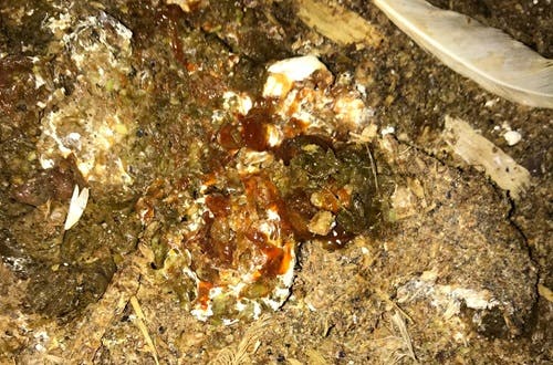 mucus droppings