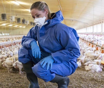 Nic kneeling next to chicken