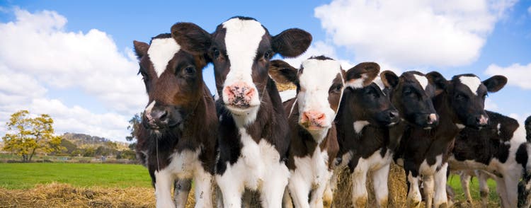 Black and white cows huddled in a field