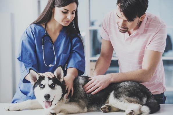 cachorro da raça husky na mesa do veterinário