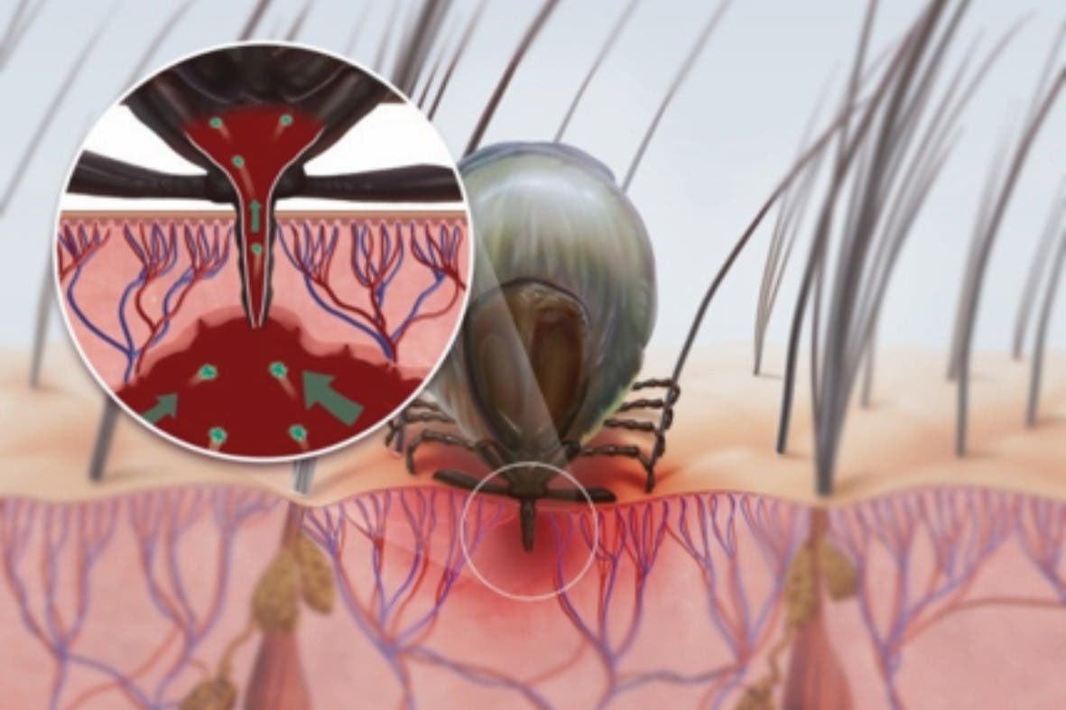 Brown dog tick feeding diagram