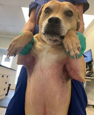 Buddy before treatment with Zenrelia