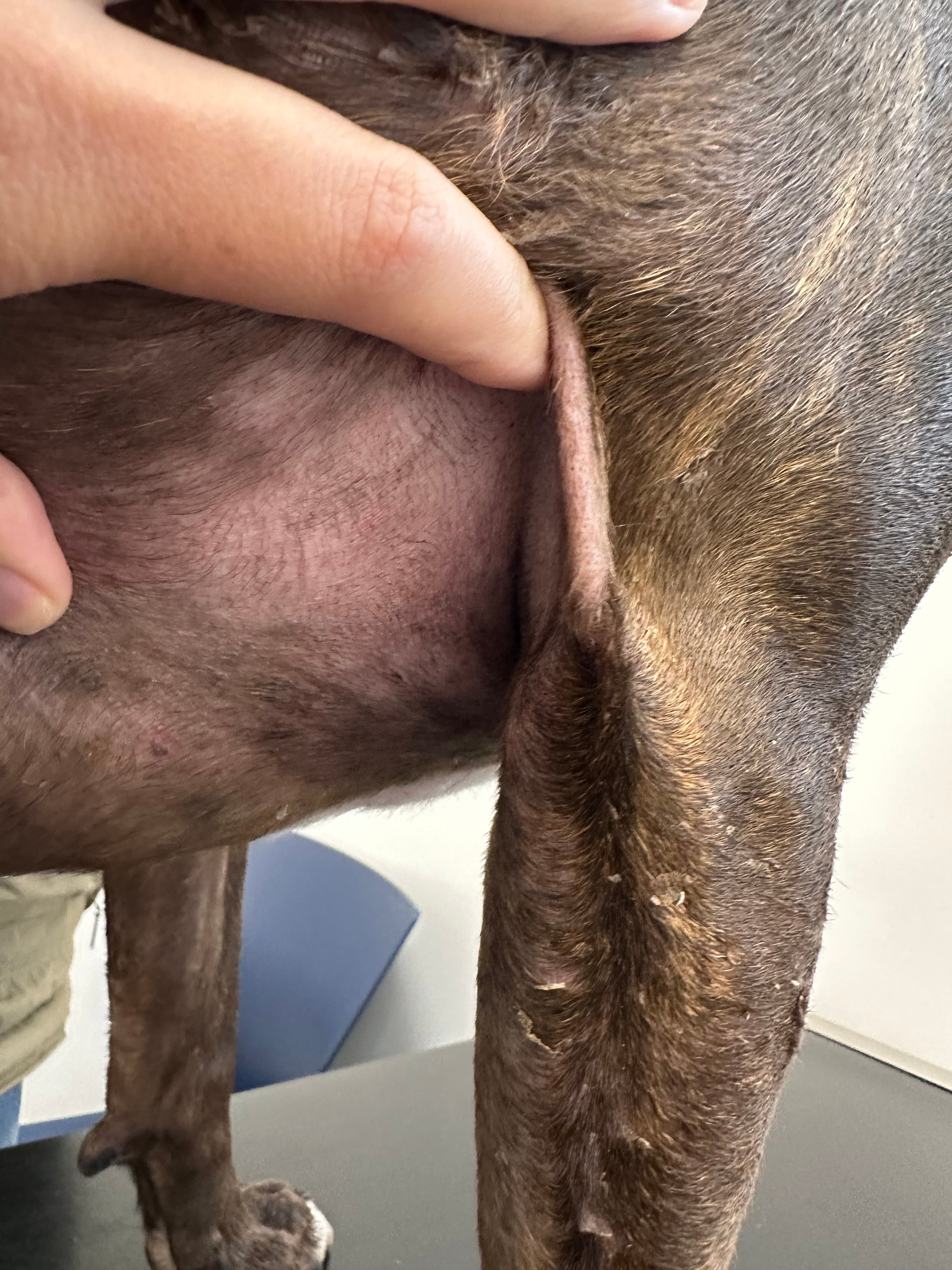 Dotty after photo - showing a dog with improved skin condition.