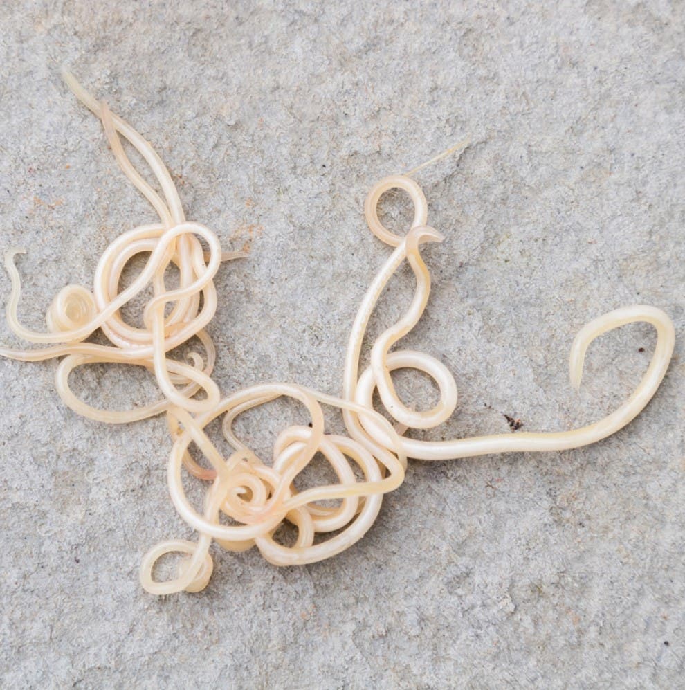 Parasitologie