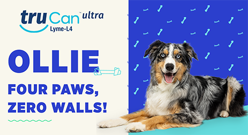 Elanco truCan ultra Lyme-L4 vaccine ad. Includes the truCan ultra logo, a blue merle Australian Shepherd named Ollie, and text: "Four paws, zero walls!" Blue and cream background.
