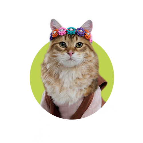 Playful marketing image of a fluffy tabby cat wearing a colorful crochet flower crown and a brown vest, set in a lime green circle against a solid dark green background.