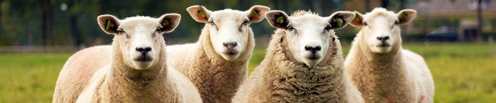 Sheep Header