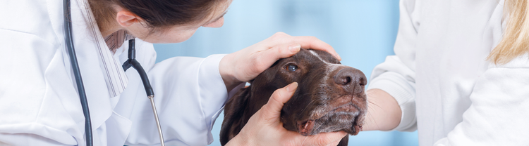Brun hund sjekkes av veterinærer