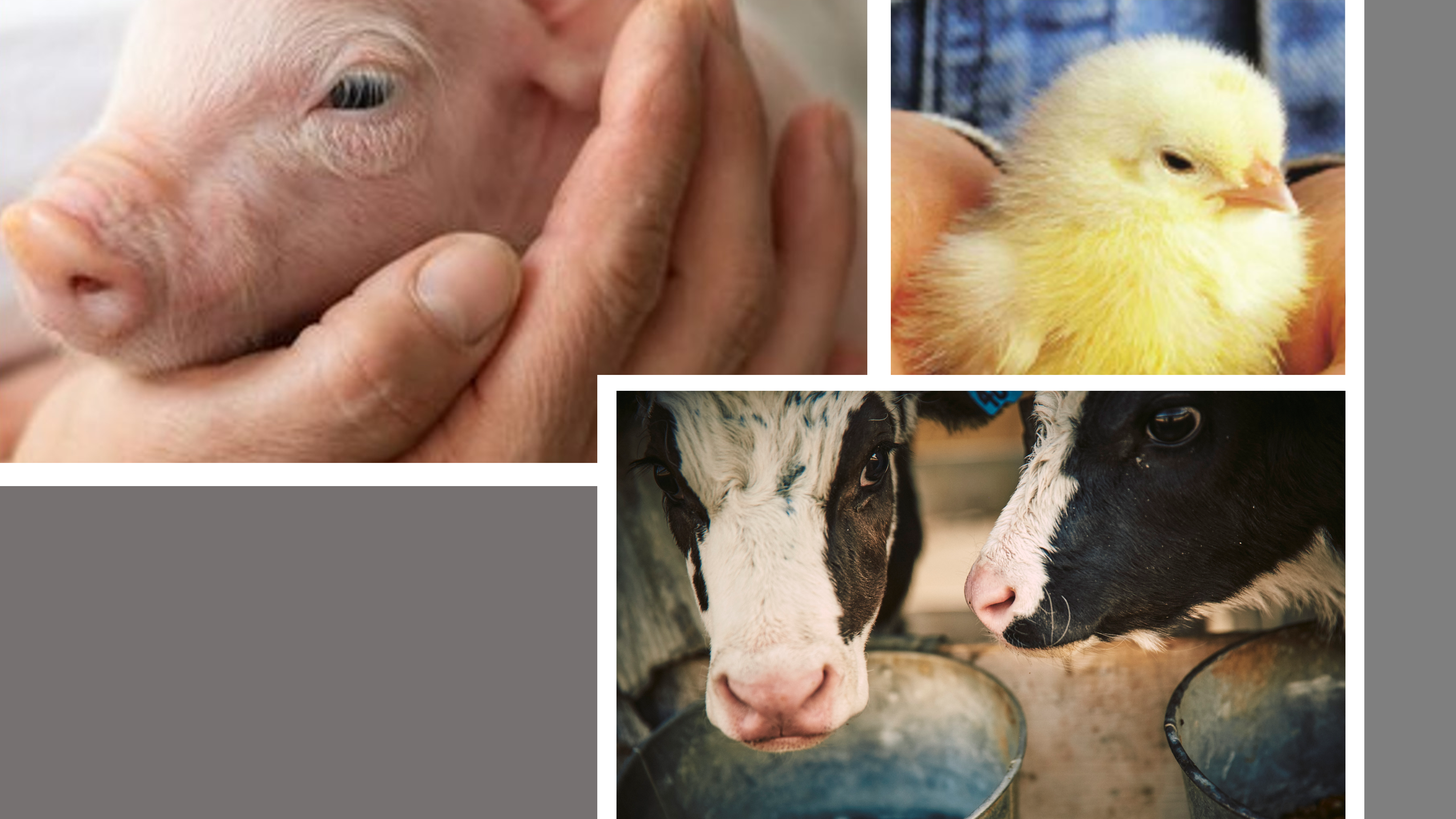 Lutter contre les parasites grâce à la bioprotection