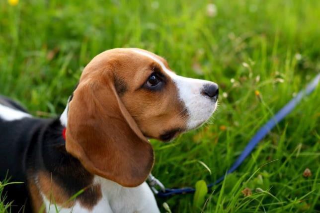 cachorro beagle no mato