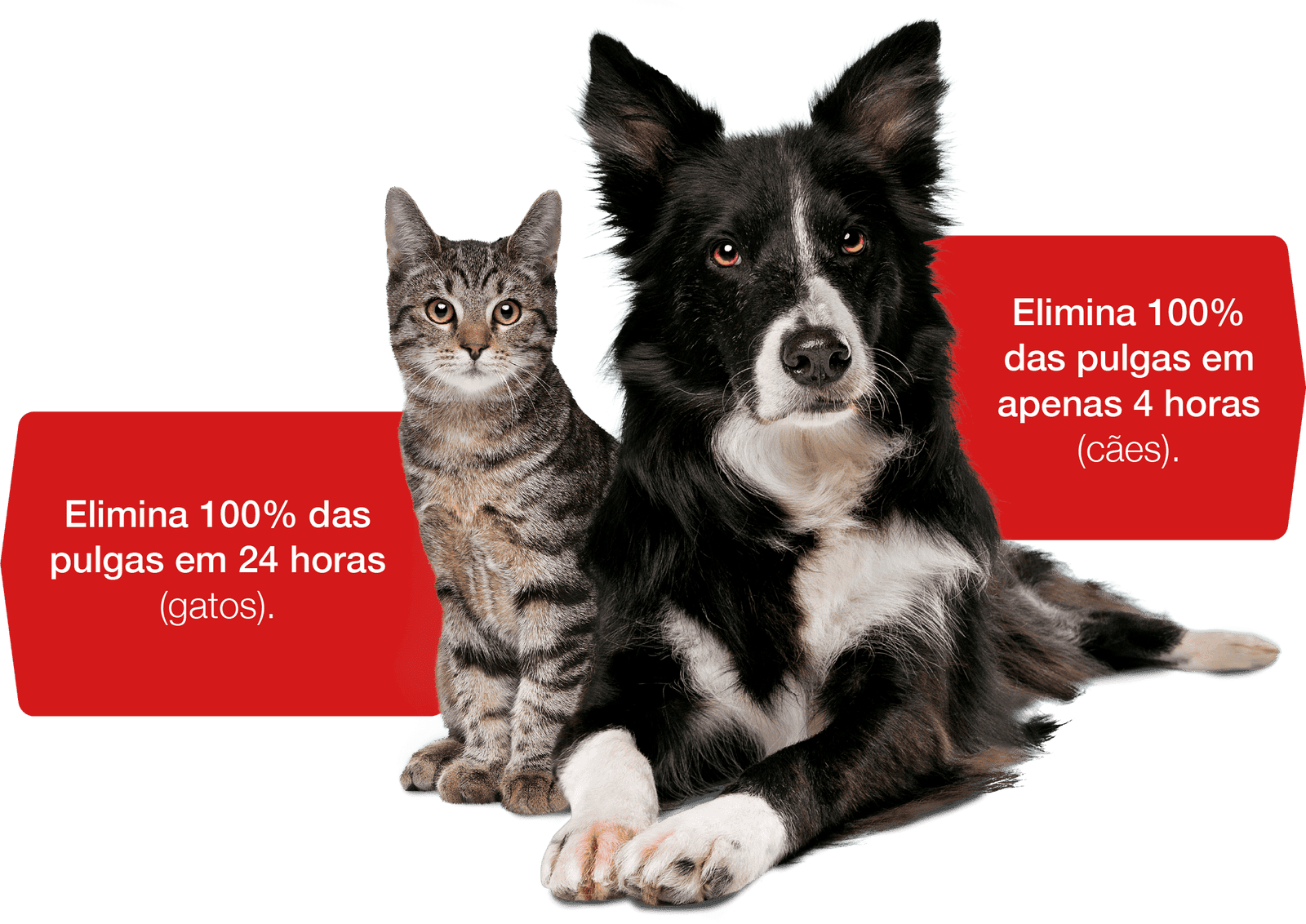 Comfortis elimina pulgas em cães e gatos