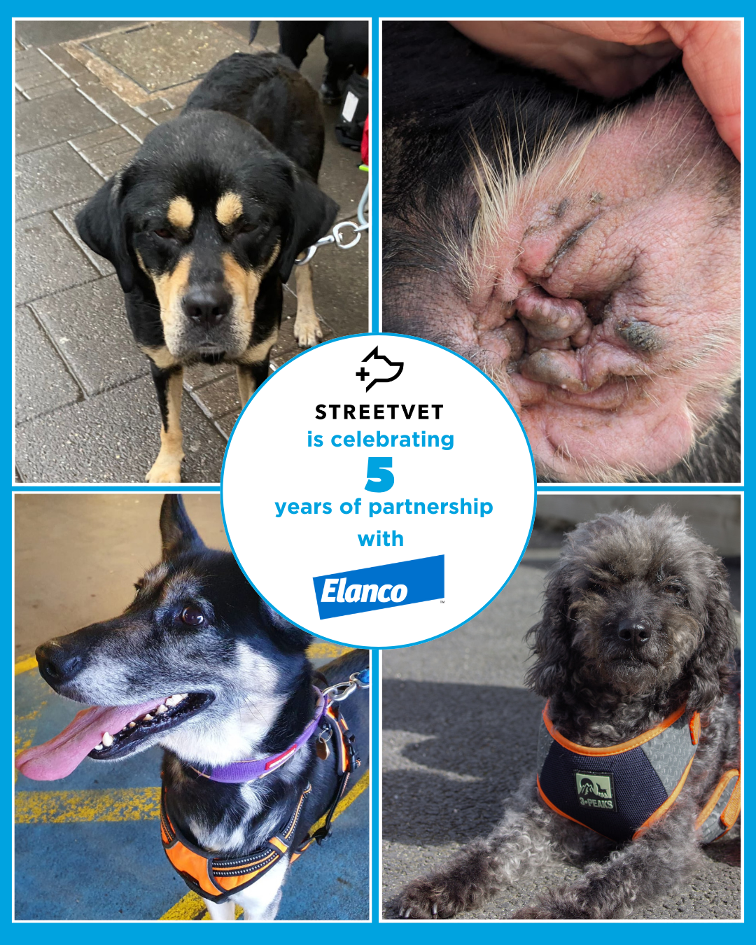Celebrating 5 years of Neptra and Streetvet partnership