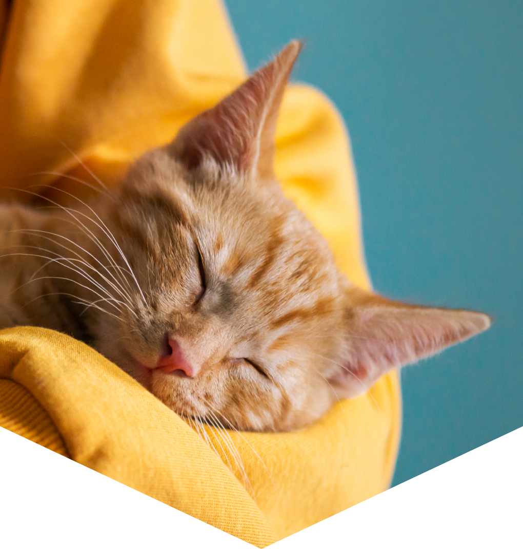 gato dormindo