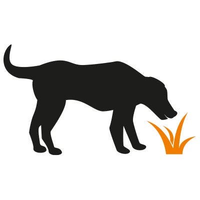 Dog eating grass Icon