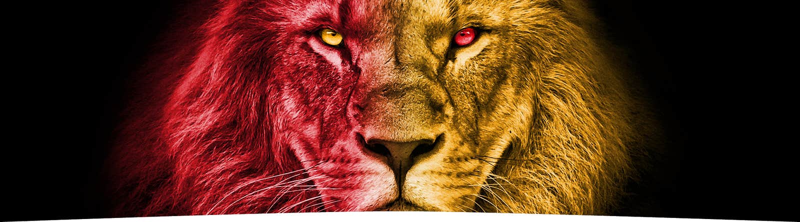 Avipro lion hero image