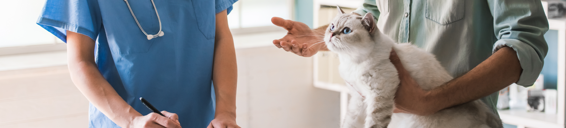 Um gato branco sendo segurado enquanto o dono está conversando com um veterinário.