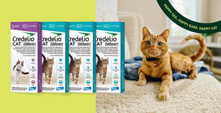 Do Indoor Cats Need Flea Treatments? Essential Facts Revealed!