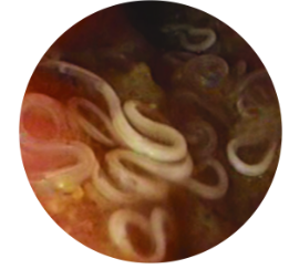 Worm size