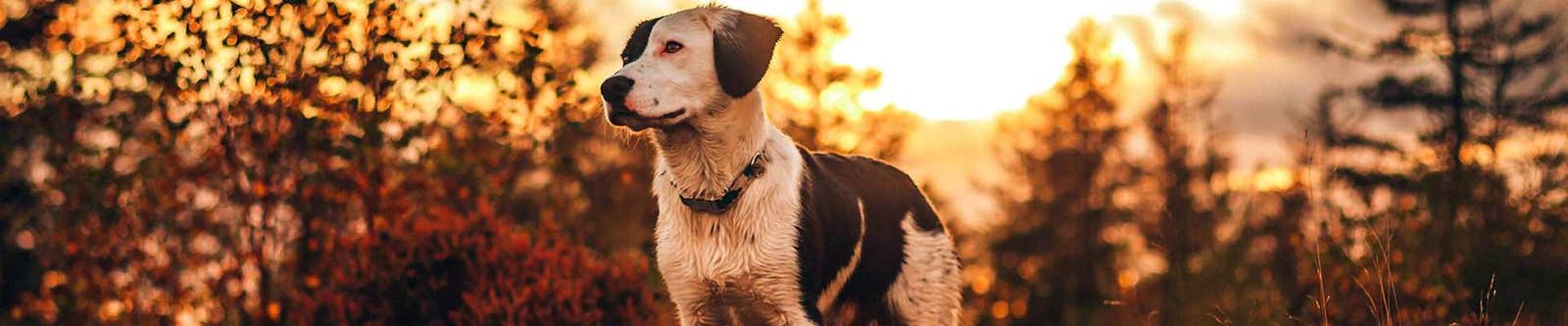 Dog banner