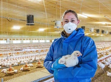 nic broiler image